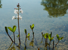 Menyanthes trifoliata